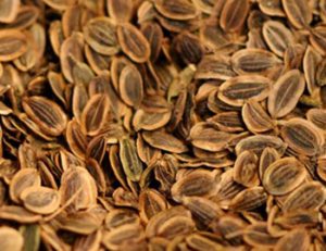Dill Seeds-image