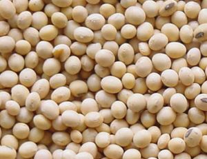 Soyabean Seeds-image